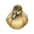 Small hand drawn duckling. Hand drawn illustration. Cute new born baby bird duck. Cute fluffy duckling on white