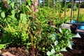 Small handmade gardens on terraces rooftop of house for thai farmer people working hobby small gardening growing tree fruits