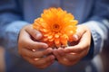 Small hands of a child lovingly hold a beautiful, colorful flower