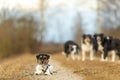 Small handsome rough-coated Jack Russell Terrier together with a group of obedient Border Collies outdoor active in the season