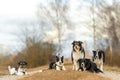 small handsome rough-coated Jack Russell Terrier together with a group of obedient Border Collies outdoor active in the season