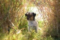 small cute tricolor rough haired jack russell terrier dog in an autumnal environment