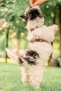 small happy Beaver Yorkshire Terrier lies on the green grass in the park begs for a treat, stands on its hind legs