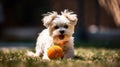 Small happy dog playing with pet toy ball at backyard lawn. Generative AI