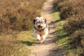 Small happy fluffy pet dog running on sand path in spring