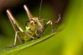Small happy green grasshoper