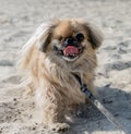 A small, happy, one-eyed Pekingese walks on the sand. Close-up. Royalty Free Stock Photo