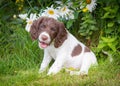 Small happy white and liver brown 8 week old pup puppy in the garden