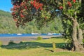 The small harbor of Whangamata, New Zealand, in summer with pohutukawas in bloom