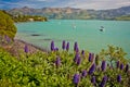 Small harbour of Akaroa on peninsula near Christchurch, New Zealand Royalty Free Stock Photo