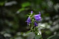 The small harebell (campanula rotundifolia) grows in a forest Royalty Free Stock Photo