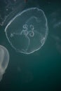 Several aurelius jellyfish in dark water. Underwater world. A small tentacle on the edge of the jellyfish.