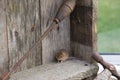 Small harvest mouse on a shelf with woodworking tools