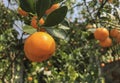 small harvesting sour taste orange type from oragnic rural farm. Royalty Free Stock Photo