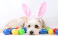 Small havanese easter dog in the studio