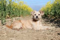 Small havanese dog is lying in a yellow rape seed field