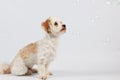 Small havanese dog portrait in the studio