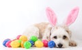 Small havanese easter dog in the studio