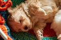 Small havanese puppy sleeping on bed. Royalty Free Stock Photo