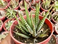 Small Haworthia attenuata zebra succulent plant