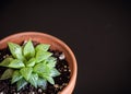 Small haworthia turgida in terracotta pot on black background.