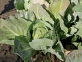 A small head of white cabbage Matures in the garden, under the sun on a hot summer day. A crop of organic vegetarian food