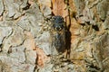 Canadian Cicada - Okanagana canadensis