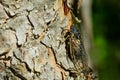 Canadian Cicada - Okanagana canadensis