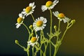 small heads of yellow-white field chamomile on thin green stems Royalty Free Stock Photo
