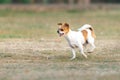 Chihuahua fun happy running outdoors On the lawn. Royalty Free Stock Photo