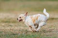 Chihuahua fun happy running outdoors On the lawn. Royalty Free Stock Photo