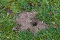 Small heap of earth with a hole in the lawn, passage of vole or mole, wild animals as guests in the garden are sometimes annoying