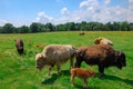 Small Heard of Bison, Buffalo Grazing in a Meadow Royalty Free Stock Photo