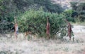 A small heard of gerenuk in masai mara Royalty Free Stock Photo