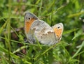 Small Heath Royalty Free Stock Photo