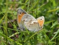 Small Heath