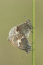 Small Heath Butterflies mating.