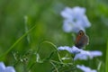 Small heath butterfly on a asian flax flower Royalty Free Stock Photo