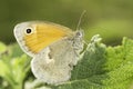 The Small Heath butterfly / Coenonympha pamphilus close-up