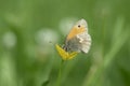Small heath butterfly (Coenonympha pamphilus).