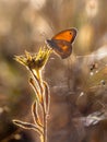 Small Heath Butterfly (Coenonympha pamphilus) in Morning Sun Back Light Royalty Free Stock Photo