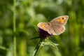 Small Heath Butterfly resting on a Blackberry bush Royalty Free Stock Photo