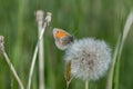 Small heath butterfly (Coenonympha pamphilus).