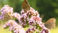 Small heath butterfly on a flower of a wild Oregano