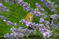 Small Heath butterfly on flowering lavender, German summer season nature details