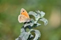 Small Heath butterfly on green plant. Coenonympha pamphilus, under the wing Royalty Free Stock Photo