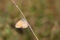 Small Heath butterfly on plant. Coenonympha pamphilus, under the wing Royalty Free Stock Photo