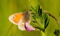 A small heath butterfly sitting on a vetch Royalty Free Stock Photo