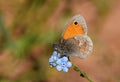 Coenonympha pamphilus , The small heath butterfly on blue flower , butterflies of Iran