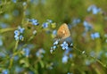 Coenonympha pamphilus , The small heath butterfly